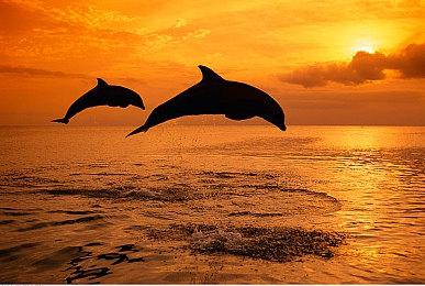 任天堂Switch 2主板照片泄露 继续采用英伟达Tegra芯片